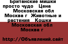 Британские мишки просто чудо › Цена ­ 8 000 - Московская обл., Москва г. Животные и растения » Кошки   . Московская обл.,Москва г.